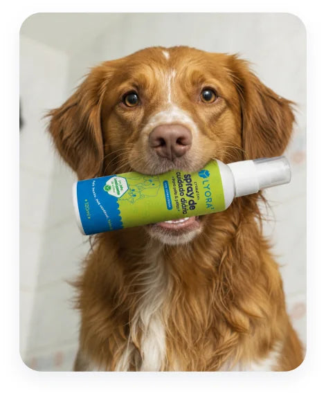Cão com o Skin Spray LYORA³