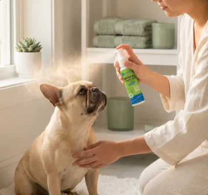 Caroline aplicando o LYORA³ Skin Spray em um buldogue francês