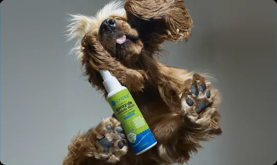 Cão brincando com o frasco LYORA³